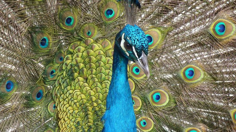 rsz_peacock-bird-feather-close-71131