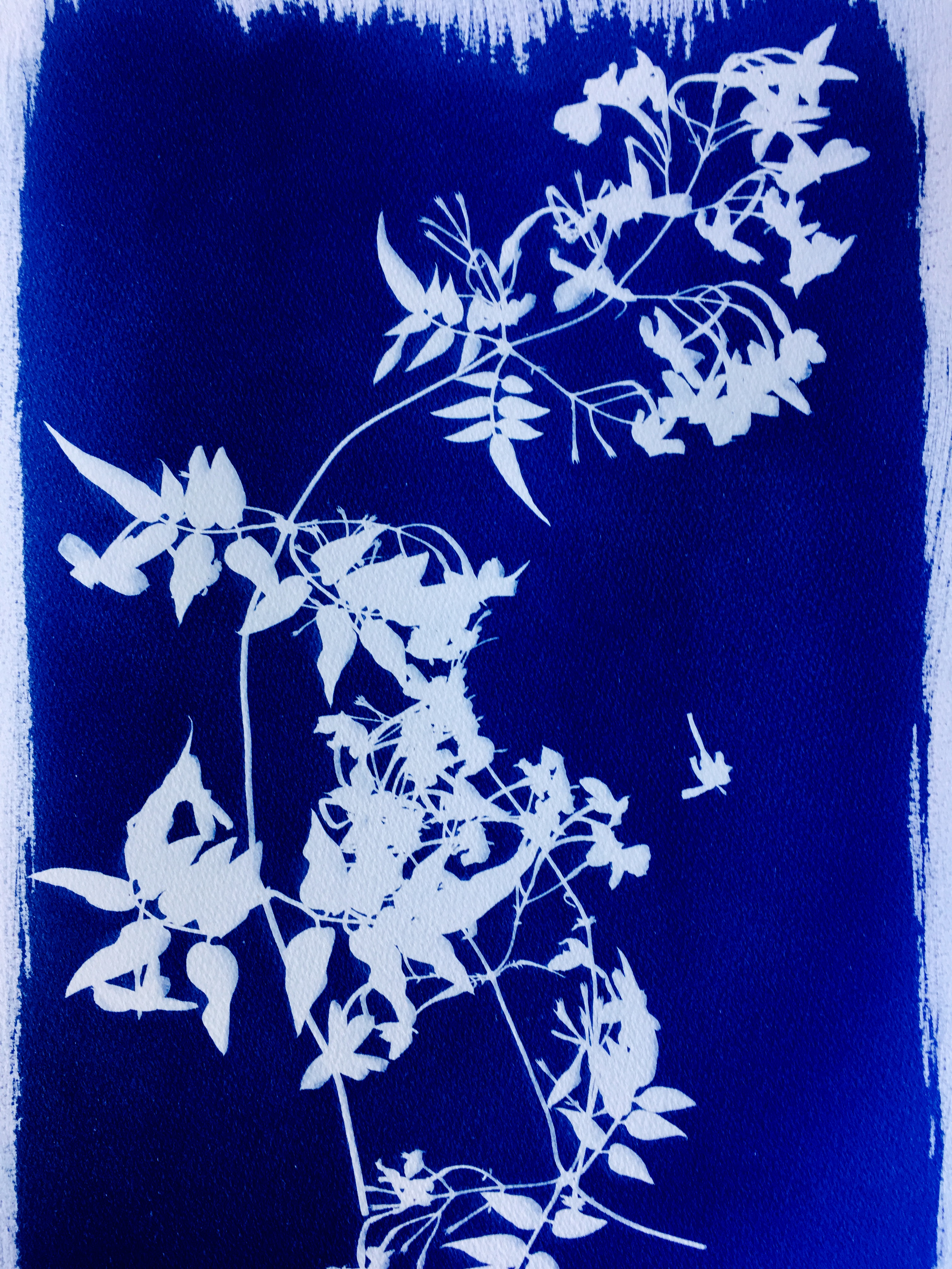 cyanotypes 2